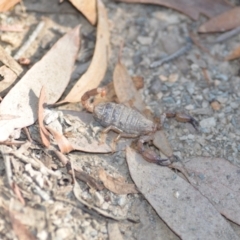 Urodacus manicatus at Wamboin, NSW - 4 Mar 2021 07:37 PM