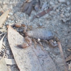 Urodacus manicatus at Wamboin, NSW - 4 Mar 2021 07:37 PM