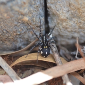 Nyssus coloripes at Wamboin, NSW - 12 Mar 2021