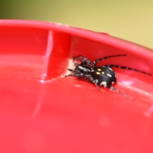 Nyssus coloripes at Wamboin, NSW - 12 Mar 2021 04:31 PM