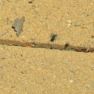 Nyssus coloripes at Wamboin, NSW - 12 Mar 2021