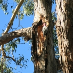 Eolophus roseicapilla at Turner, ACT - 3 Jul 2021 10:17 AM