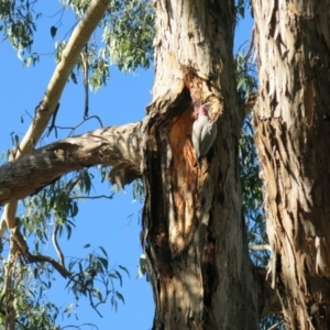 Eolophus roseicapilla at Turner, ACT - 3 Jul 2021 10:17 AM