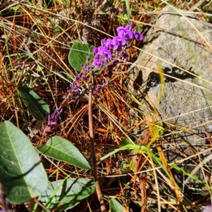 Hardenbergia violacea at Isaacs, ACT - 3 Jul 2021