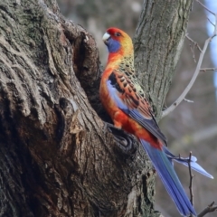 Platycercus elegans (Crimson Rosella) at Wodonga, VIC - 3 Jul 2021 by KylieWaldon