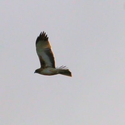 Hieraaetus morphnoides (Little Eagle) at Wodonga, VIC - 3 Jul 2021 by Kyliegw