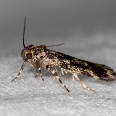 Barea codrella (A concealer moth) at Melba, ACT - 19 Nov 2018 by Bron