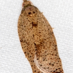 Meritastis laganodes (A Tortrix moth) at Melba, ACT - 16 Nov 2018 by Bron