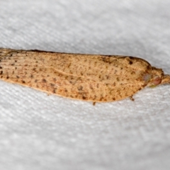 Meritastis laganodes at Melba, ACT - 16 Nov 2018 01:07 PM