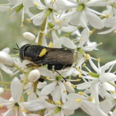 Odontomyia hunteri (Soldier fly) at Tuggeranong Hill - 1 Jan 2021 by owenh