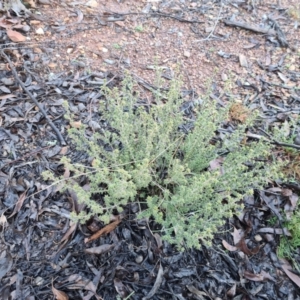 Pultenaea procumbens at Jacka, ACT - 3 Jul 2021