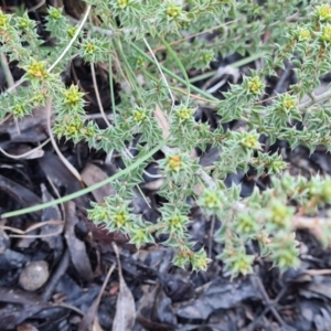 Pultenaea procumbens at Jacka, ACT - 3 Jul 2021