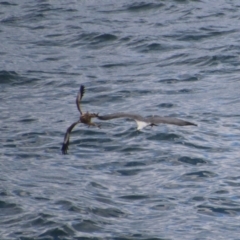 Icthyophaga leucogaster (White-bellied Sea-Eagle) at Guerilla Bay, NSW - 3 Jul 2021 by LisaH