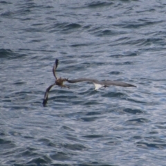 Haliaeetus leucogaster (White-bellied Sea-Eagle) at Guerilla Bay, NSW - 3 Jul 2021 by LisaH