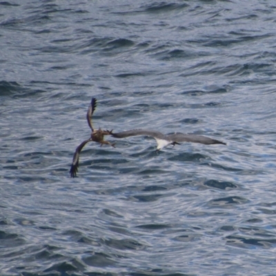 Icthyophaga leucogaster (White-bellied Sea-Eagle) at Guerilla Bay, NSW - 3 Jul 2021 by LisaH