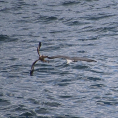 Haliaeetus leucogaster (White-bellied Sea-Eagle) at Guerilla Bay, NSW - 3 Jul 2021 by LisaH