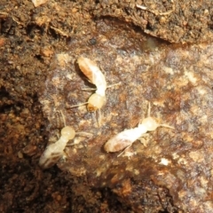 Coptotermes sp. (genus) (Termite) at Stromlo, ACT - 3 Jul 2021 by Christine