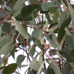 Eucalyptus macrorhyncha at Denman Prospect, ACT - 3 Jul 2021 03:55 PM