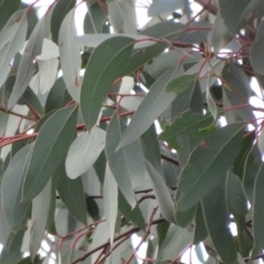 Eucalyptus macrorhyncha at Denman Prospect, ACT - 3 Jul 2021 03:55 PM