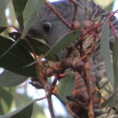 Eucalyptus macrorhyncha at Denman Prospect, ACT - 3 Jul 2021