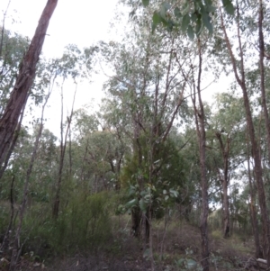 Eucalyptus macrorhyncha at Denman Prospect, ACT - 3 Jul 2021 03:55 PM