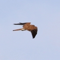 Falco cenchroides (Nankeen Kestrel) at Bonython, ACT - 3 Jul 2021 by RodDeb