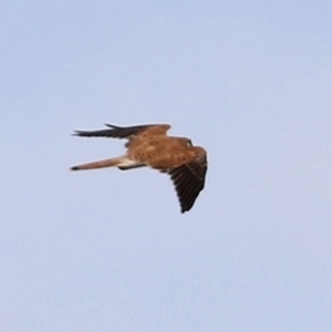 Falco cenchroides at Bonython, ACT - 3 Jul 2021 12:41 PM