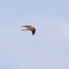 Falco cenchroides at Bonython, ACT - 3 Jul 2021 12:41 PM