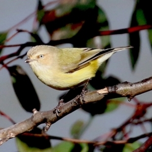 Smicrornis brevirostris at Bonython, ACT - 3 Jul 2021