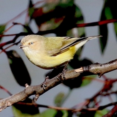 Smicrornis brevirostris (Weebill) at Stranger Pond - 3 Jul 2021 by RodDeb