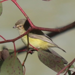 Smicrornis brevirostris at Bonython, ACT - 3 Jul 2021