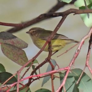 Smicrornis brevirostris at Bonython, ACT - 3 Jul 2021