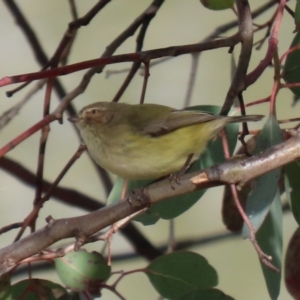 Smicrornis brevirostris at Bonython, ACT - 3 Jul 2021