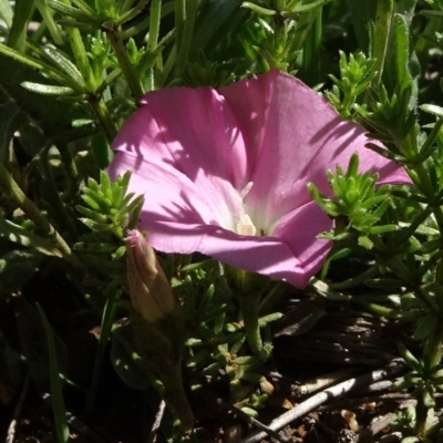 Convolvulus angustissimus subsp. angustissimus (Australian Bindweed) at Bobundara, NSW - 14 Nov 2020 by JanetRussell