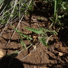 Convolvulus angustissimus subsp. angustissimus at Bobundara, NSW - 14 Nov 2020