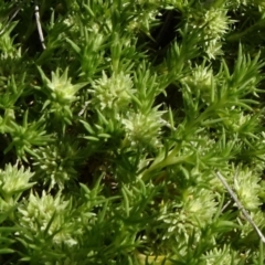 Scleranthus diander (Many-flowered Knawel) at Bobundara, NSW - 14 Nov 2020 by JanetRussell