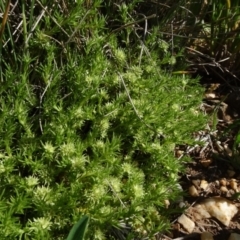 Scleranthus diander at Bobundara, NSW - 14 Nov 2020