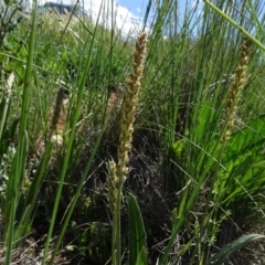 Plantago varia (Native Plaintain) at Bobundara, NSW - 14 Nov 2020 by JanetRussell