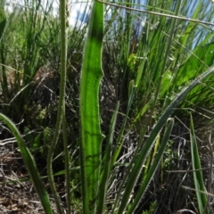 Plantago varia at Bobundara, NSW - 14 Nov 2020