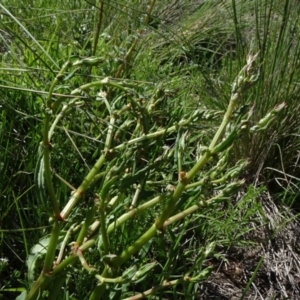 Rumex dumosus at Bobundara, NSW - 14 Nov 2020