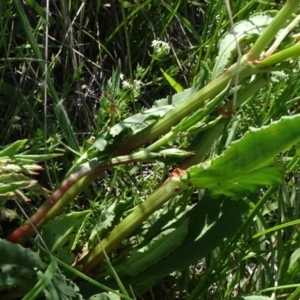 Rumex dumosus at Bobundara, NSW - 14 Nov 2020