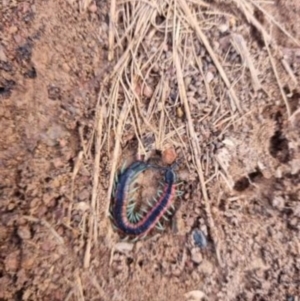 Scolopendra laeta at Yass River, NSW - 3 Jul 2021