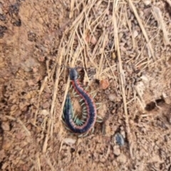 Scolopendra laeta at Yass River, NSW - 3 Jul 2021