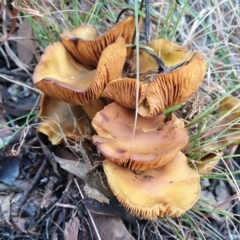 Lactarius s.l. at Cook, ACT - 1 Jul 2021 by drakes