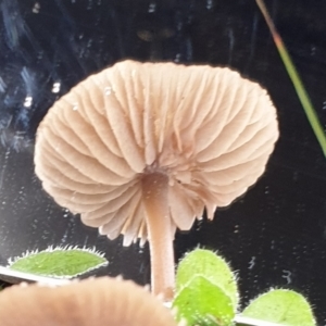 zz agaric (stem; gills white/cream) at Cook, ACT - 1 Jul 2021