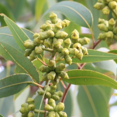 Corymbia eximia (Yellow Bloodwood) at Wodonga, VIC - 3 Jul 2021 by KylieWaldon