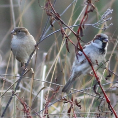 Passer domesticus (House Sparrow) at Wodonga, VIC - 3 Jul 2021 by KylieWaldon