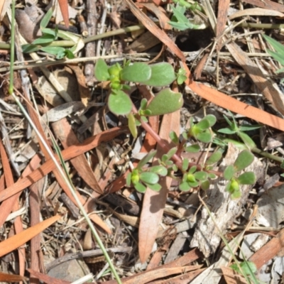 Portulaca oleracea (Pigweed, Purslane) at Wamboin, NSW - 12 Mar 2021 by natureguy