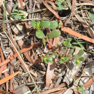 Portulaca oleracea (Munyeroo ,Pigweed, Purslane) at Wamboin, NSW - 12 Mar 2021 by natureguy