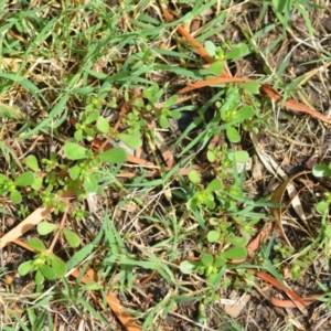 Portulaca oleracea at Wamboin, NSW - 12 Mar 2021